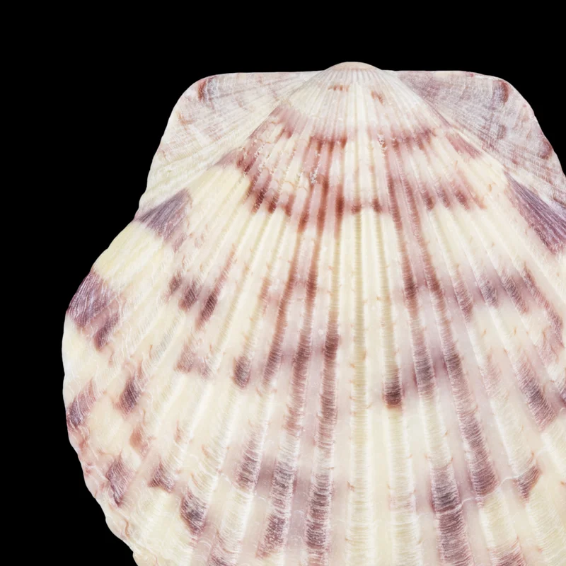 Calico Scallop