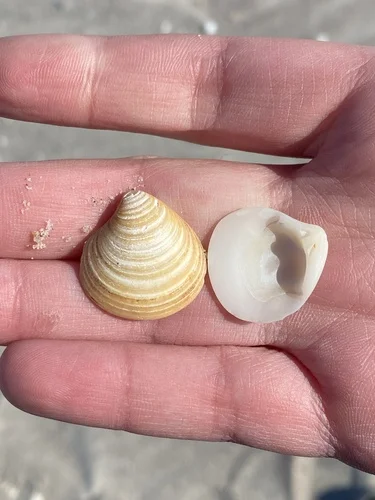 Chestnut Clam