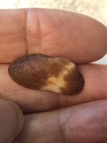 White Miniature Ark