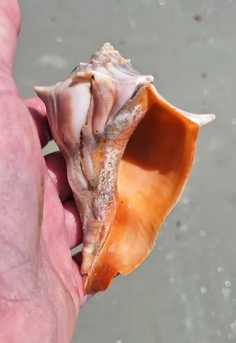 Kiener's Whelk