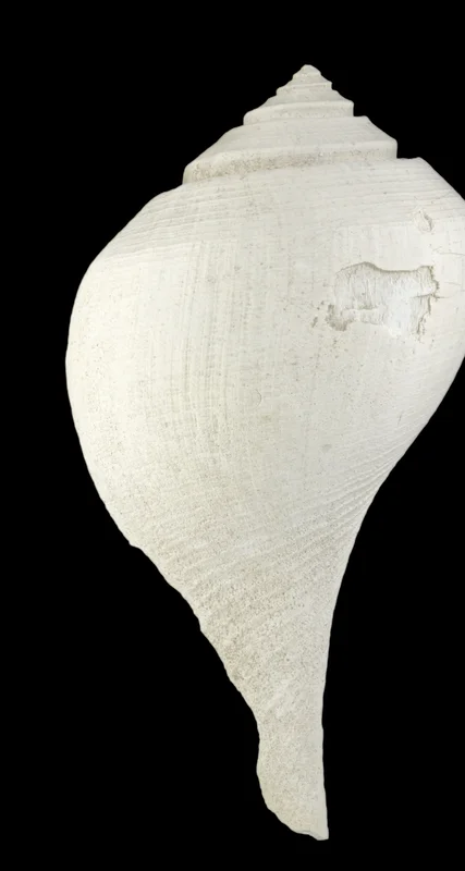 Pear Whelk