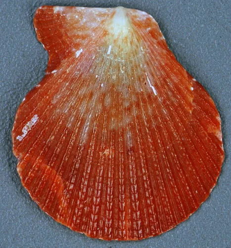 Sentis Scallop