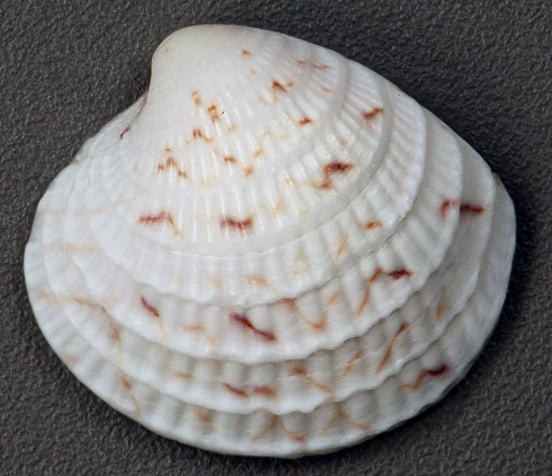 Cross-Barred Venus