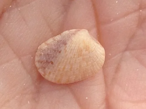 Gray Pygmy Venus