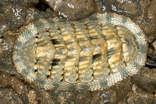 Squamose Chiton