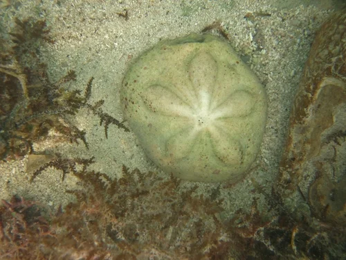 Sea Biscuit