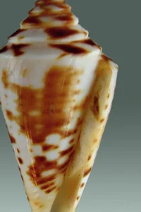 Florida Cone
