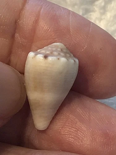 Mouse Cone
