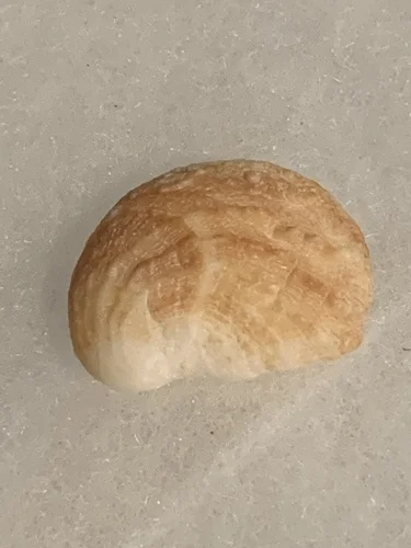 Spiny Slipper Shell