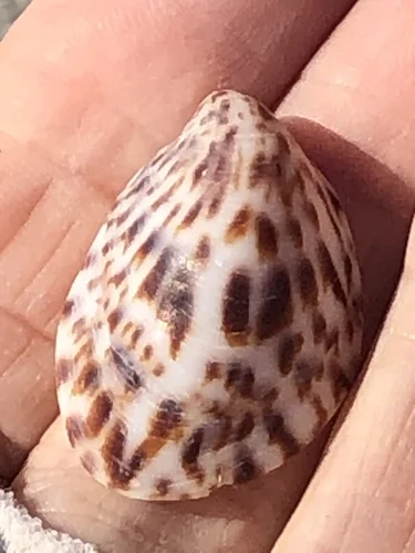 Spotted Slipper Shell