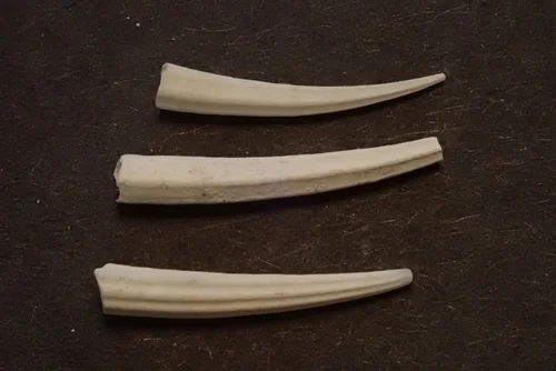 Common Tusk Shell