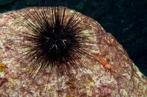 Long-Spined Sea Urchin Test