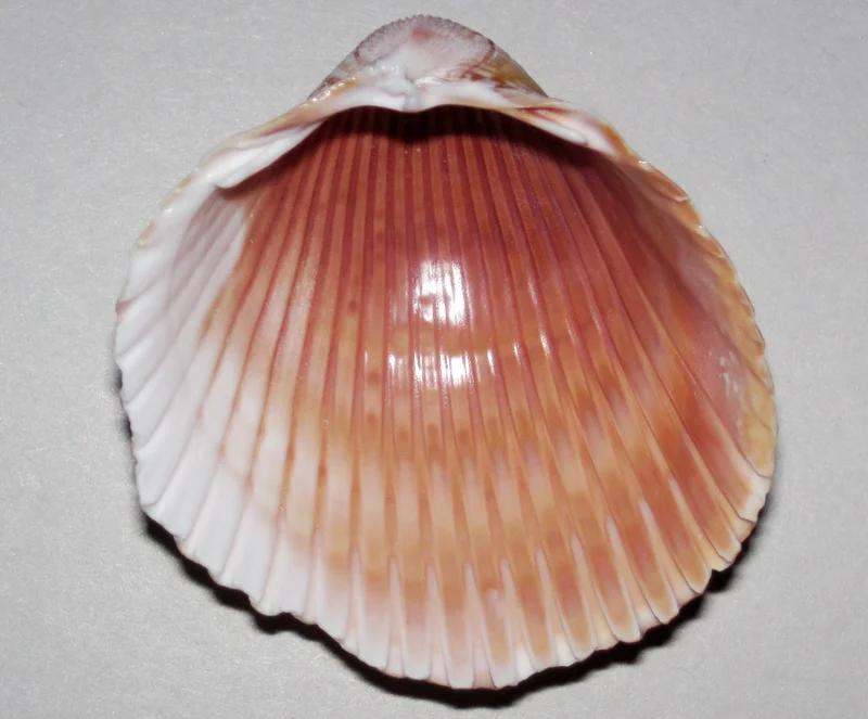 Giant Atlantic Cockle