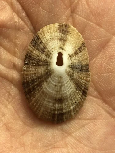 Cayenne Keyhole Limpet