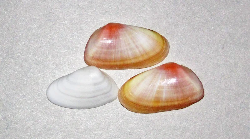 Coquina