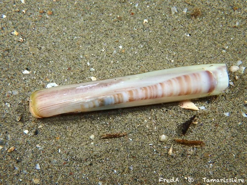 Minor Jackknife Clam