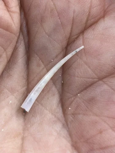 Ivory Tusk Shell
