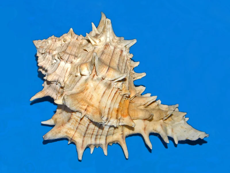 Giant Eastern Murex