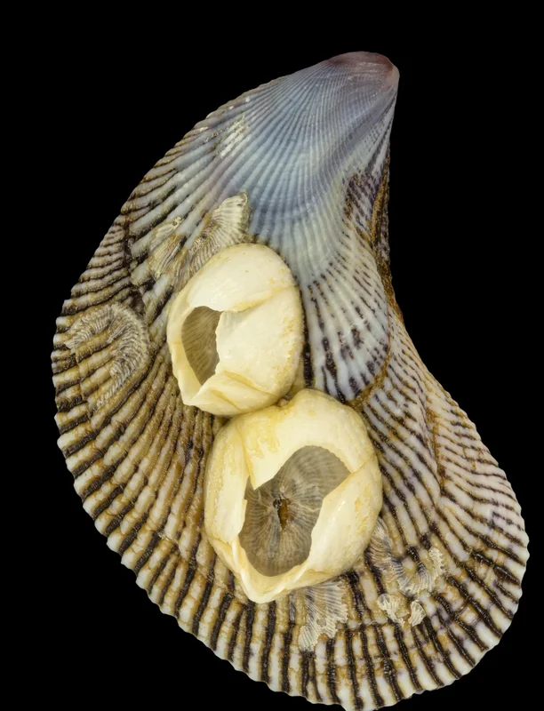 Hooked Mussel
