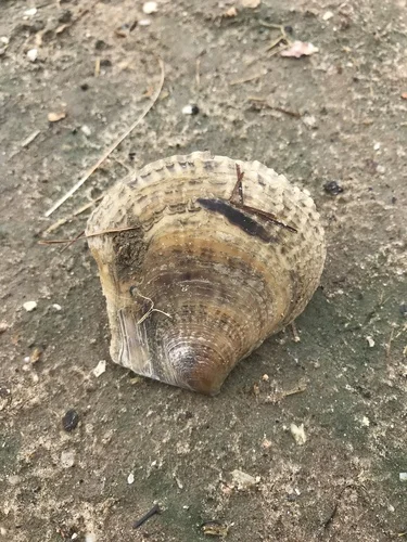 Flat Tree Oyster