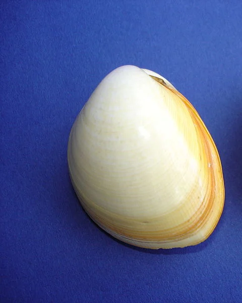 Egg Cockle