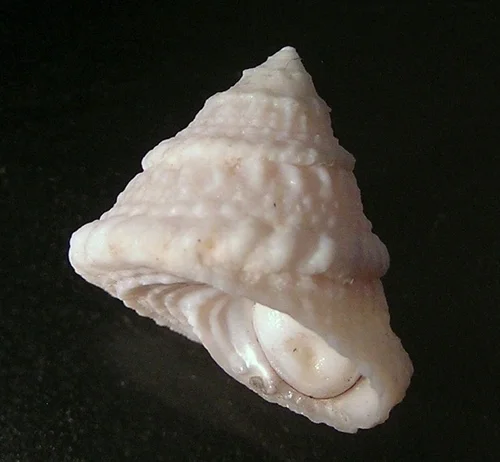 American Star Shell