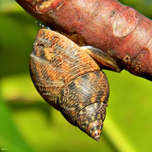 Mangrove Periwinkle