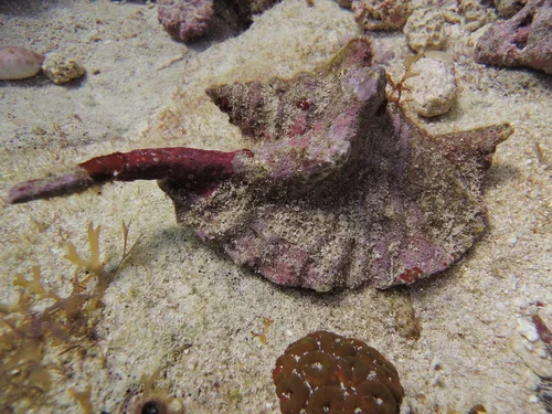 Rooster Tail Conch