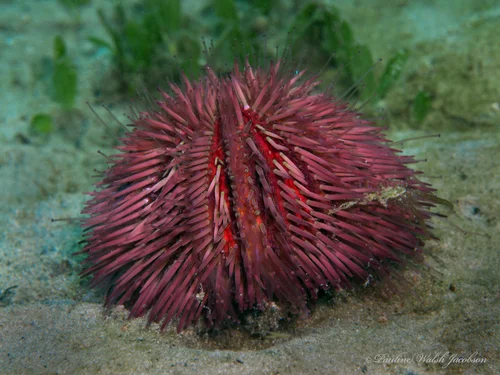 Variegated Sea Urchin Test
