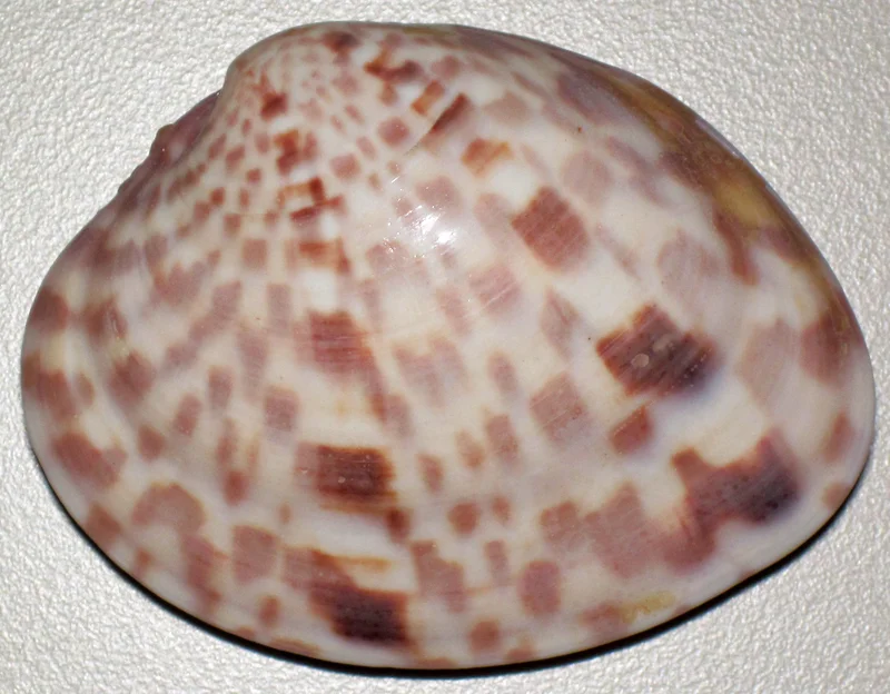 Calico Clam