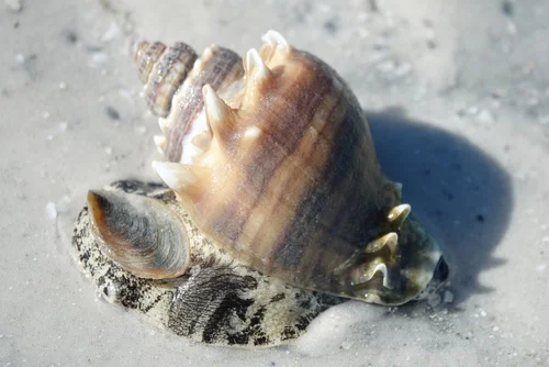 Crown Conch