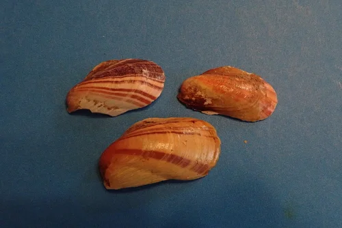 Tulip Mussel