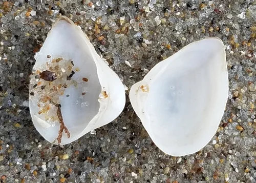 Dwarf Surf Clam