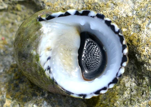 Checkered Nerite