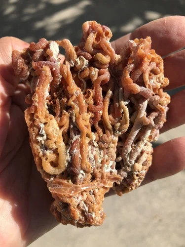 Worm Shell (Irregular)