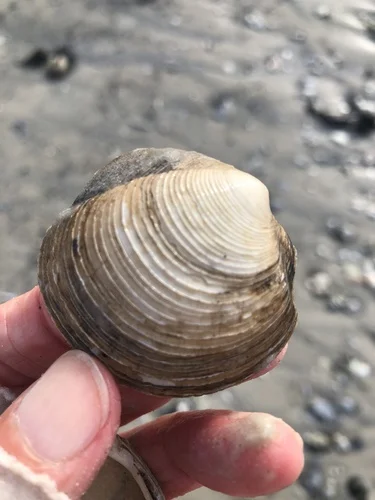 Thick Lucine
