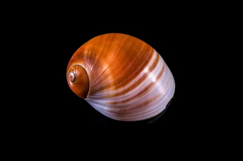 Brown Moon Snail