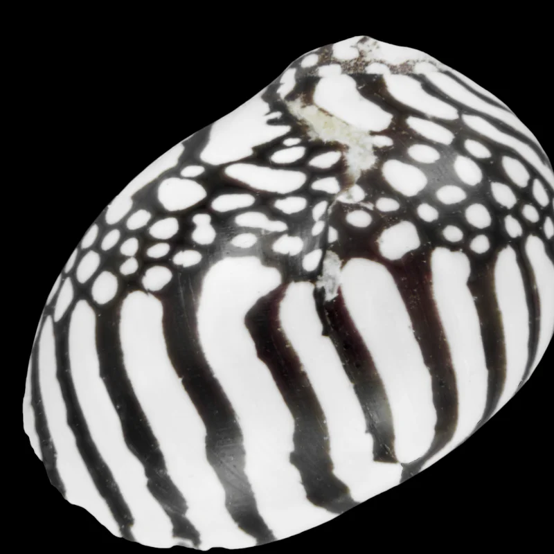 Zebra Nerite