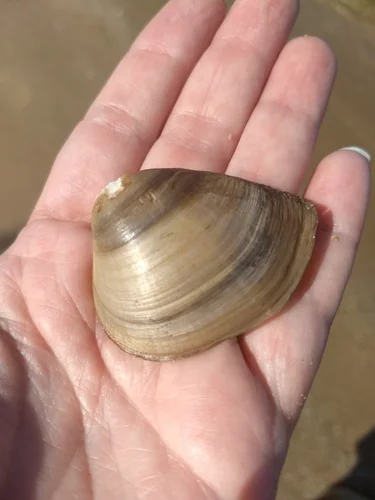 Atlantic Rangia