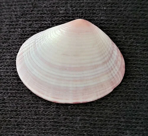 White Atlantic Semele