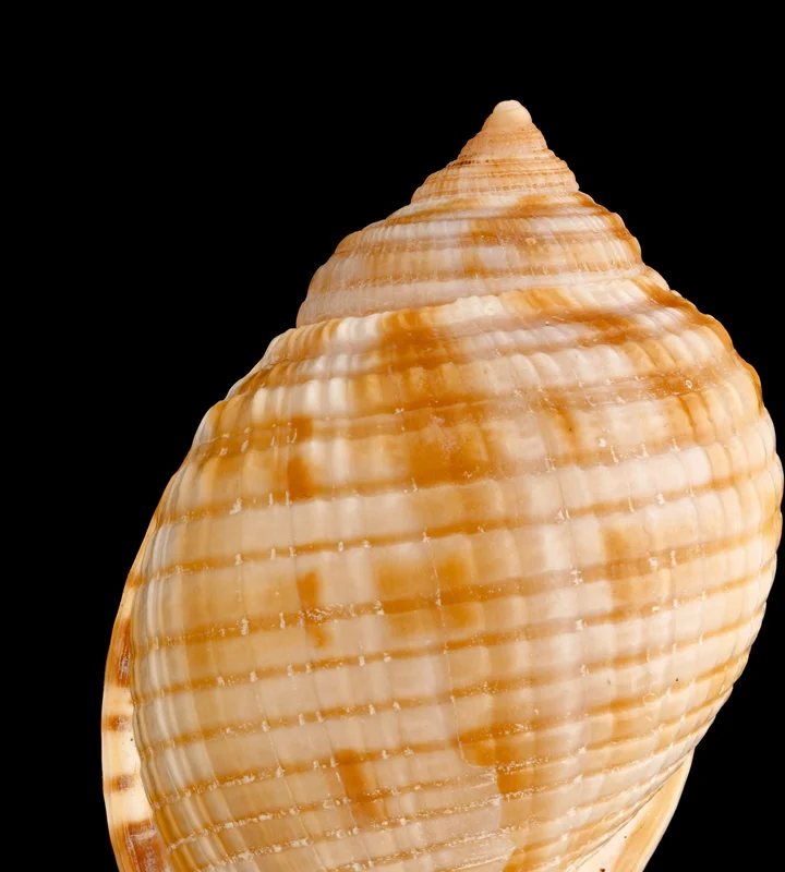 Scotch Bonnet