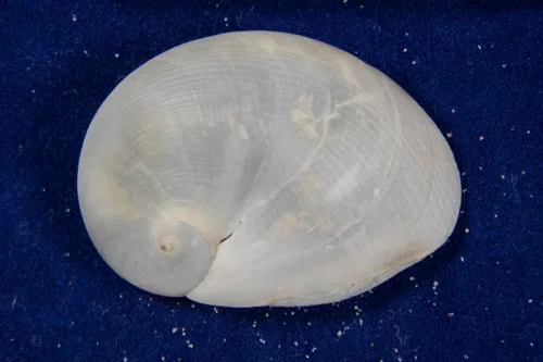 White Baby Ear