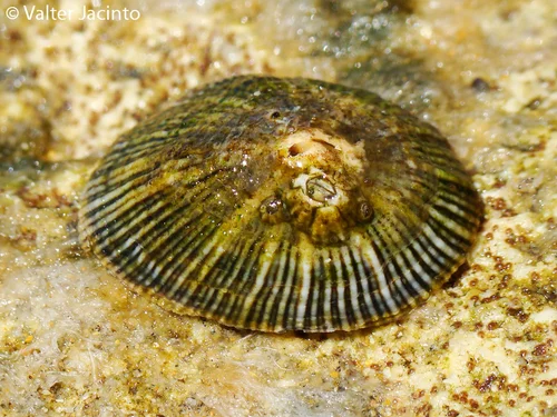 Say's False Limpet