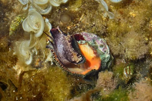 Gulf Oyster Drill