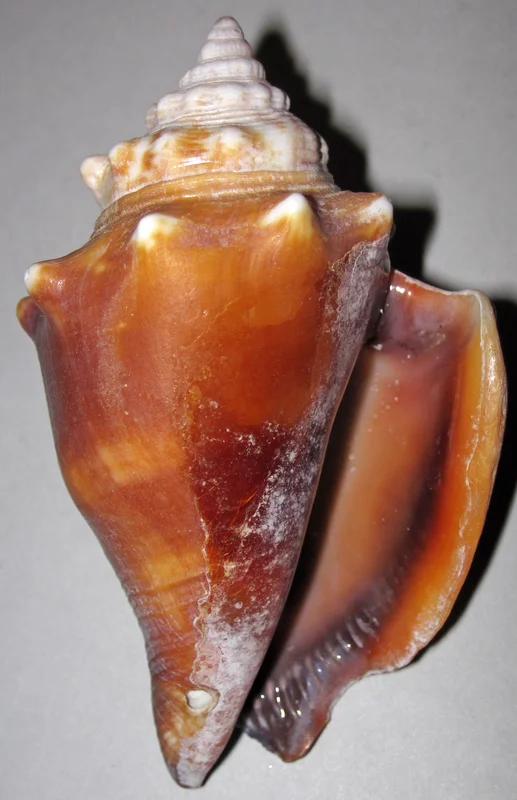 Fighting Conch