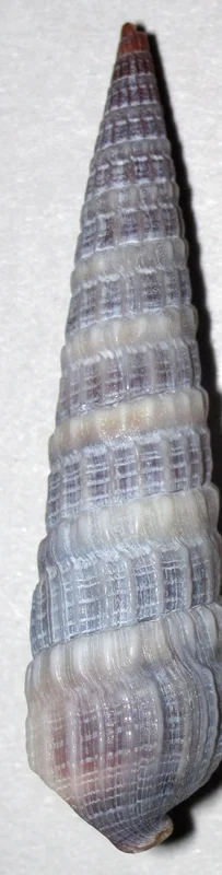 Florida Auger