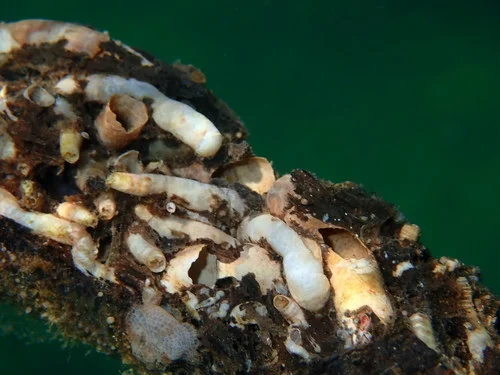 Flat Shipworm