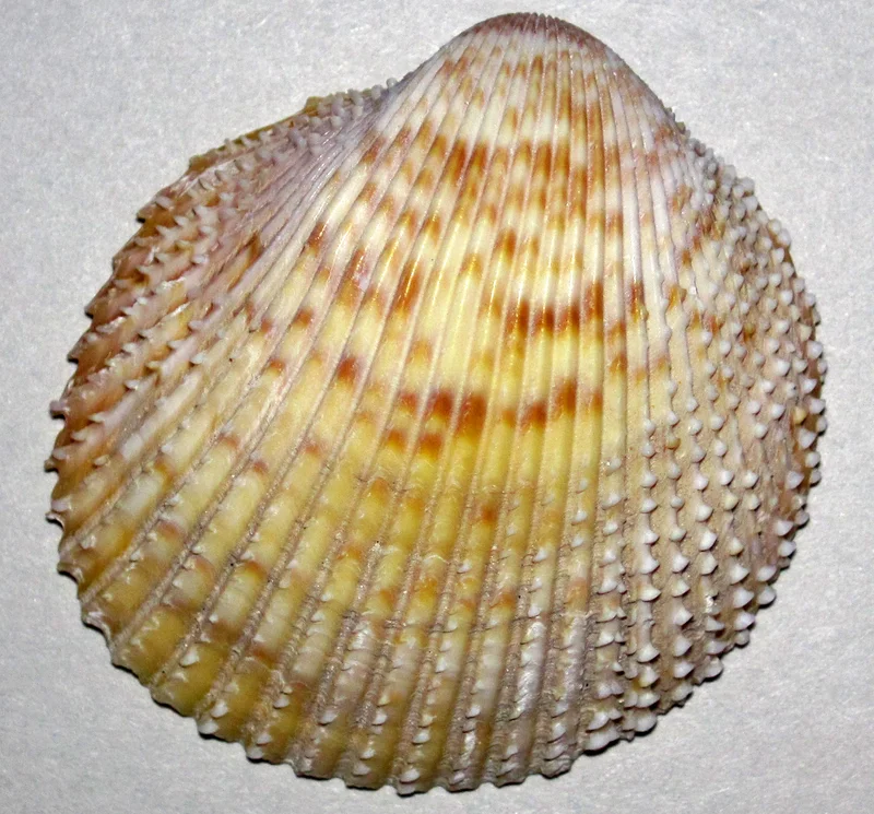 Yellow Cockle