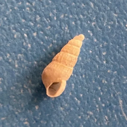 Interrupted Turbonilla