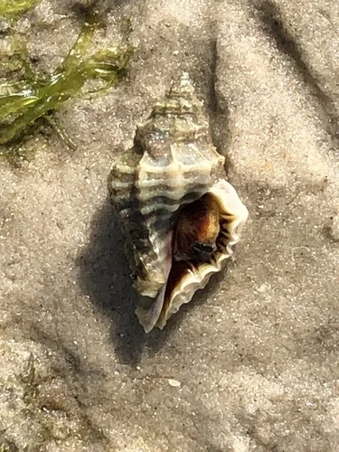 Tampa Drill